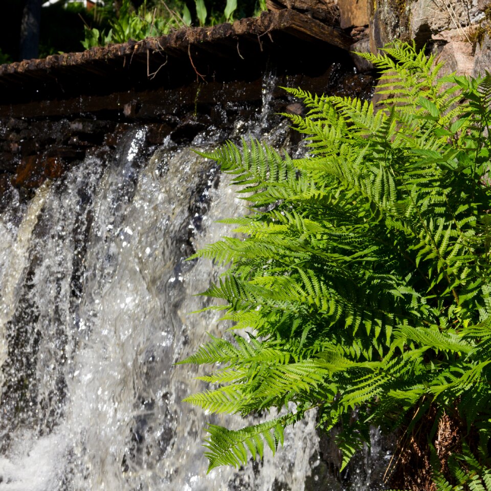 Waterfall greenery closeup