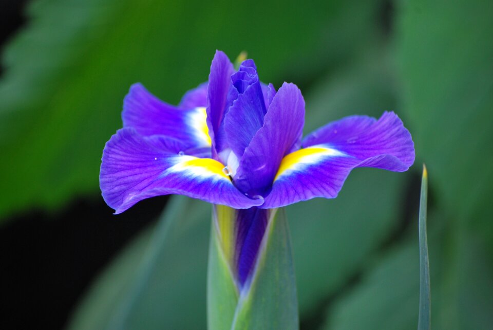 Garden nature violet