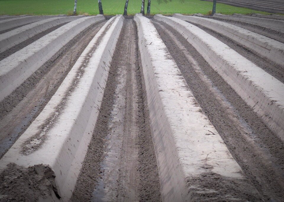 Asparagus cultivation ackerfurchen field
