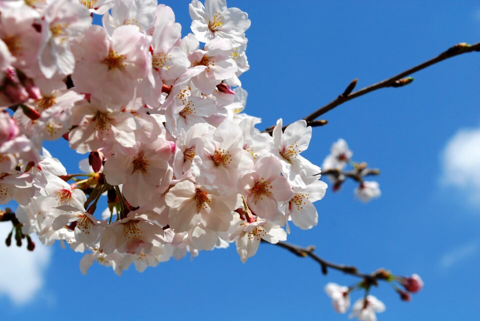 Flowers spring bloom