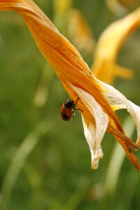 Wilted flower garden nature photo