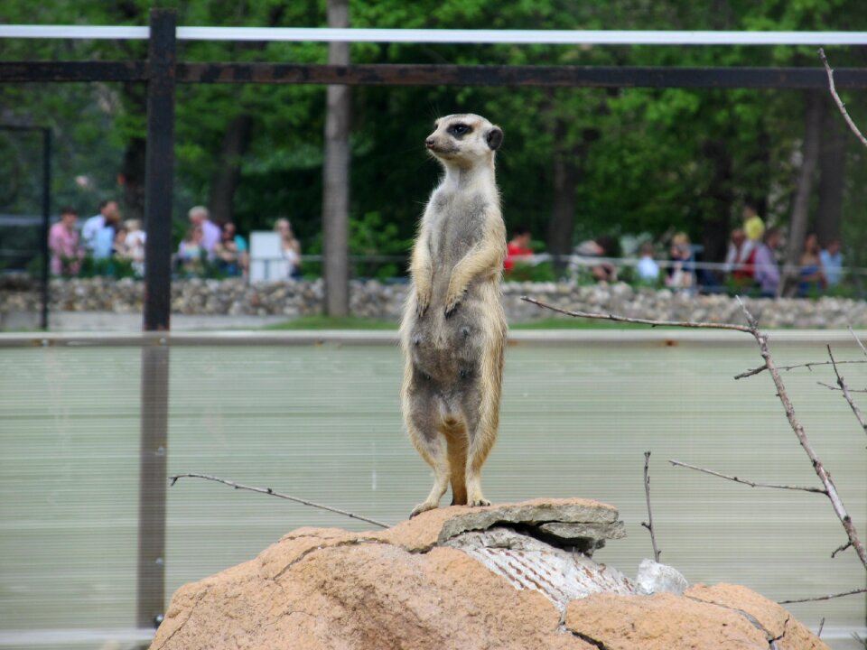 Animal funny zoo