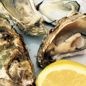 Oysters food still life