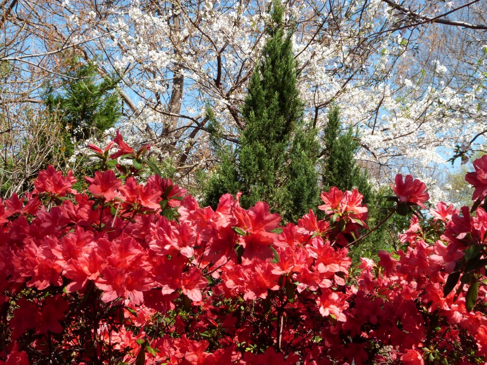 Spring flower nature