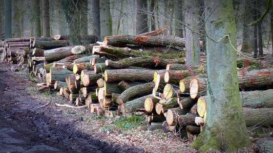 Like tree trunks timber industry photo