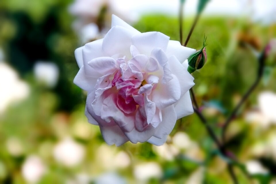 White nature macro