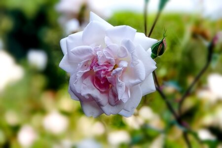 White nature macro