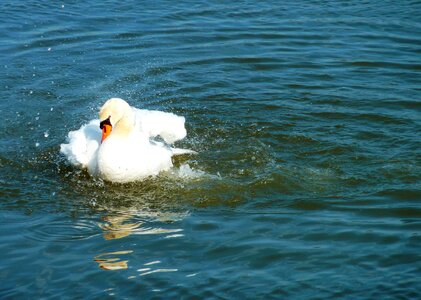 Lake animal bird