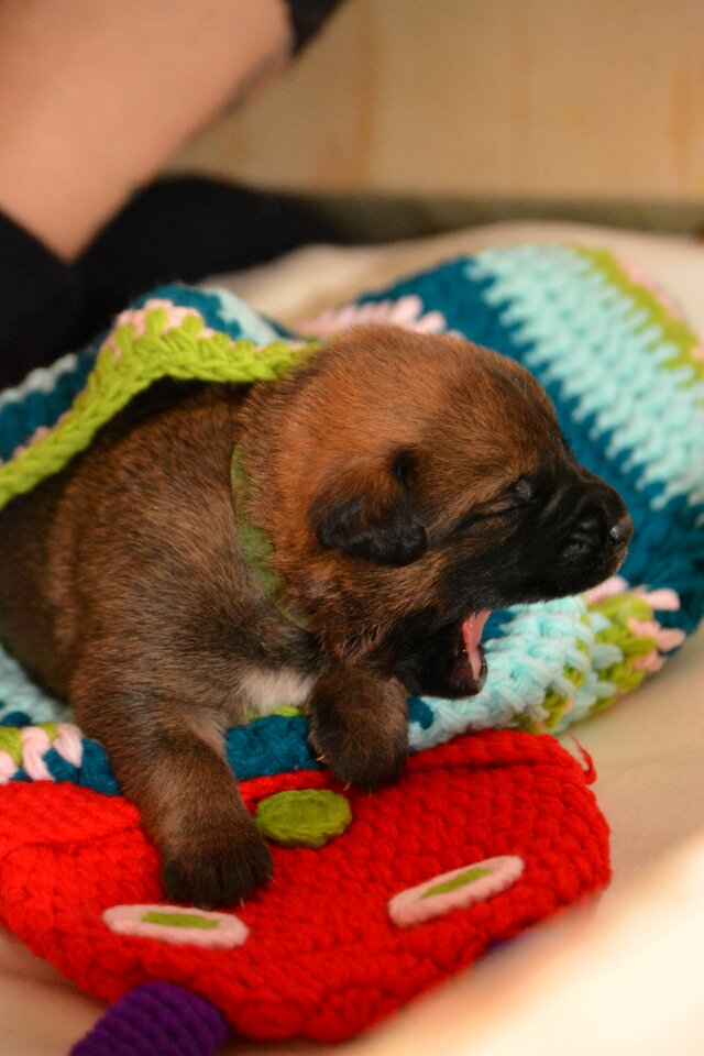 Boxer belgian shepherd dog hybrid