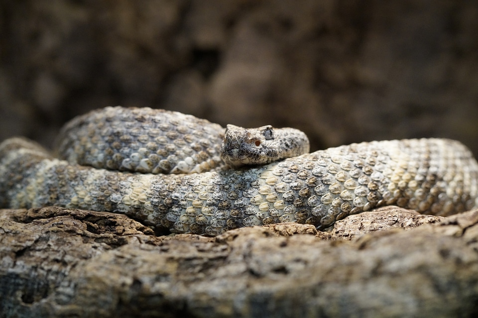 Pattern snake drawing
