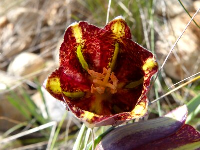 Wild flower priorat montsant
