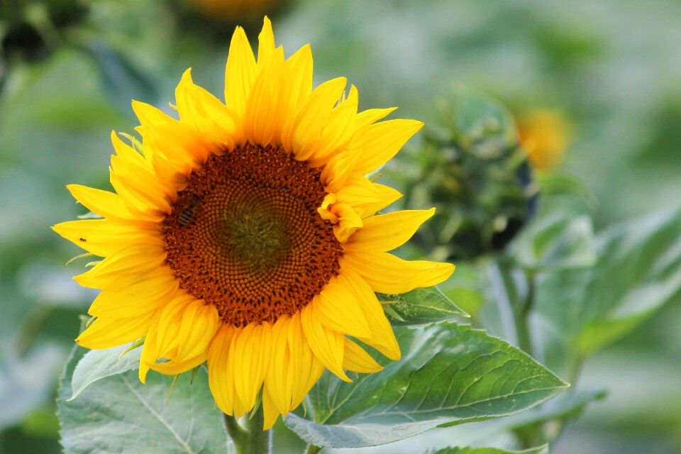 Sunflower yellow plant