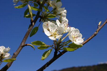Bud plum sun