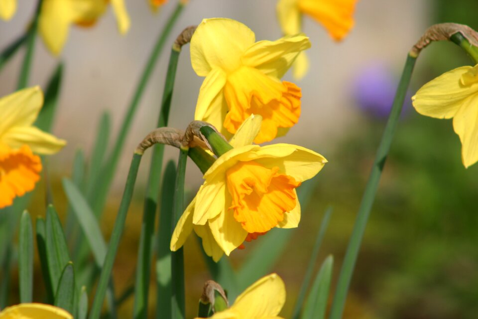 Yellow flowers blossom bloom