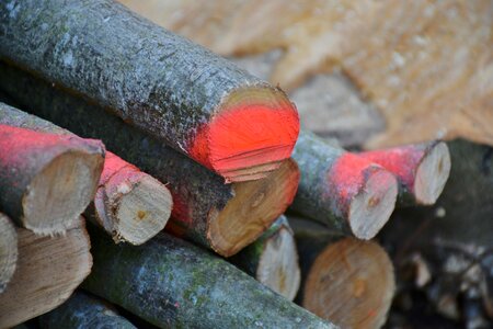 Sawed off log stacked up