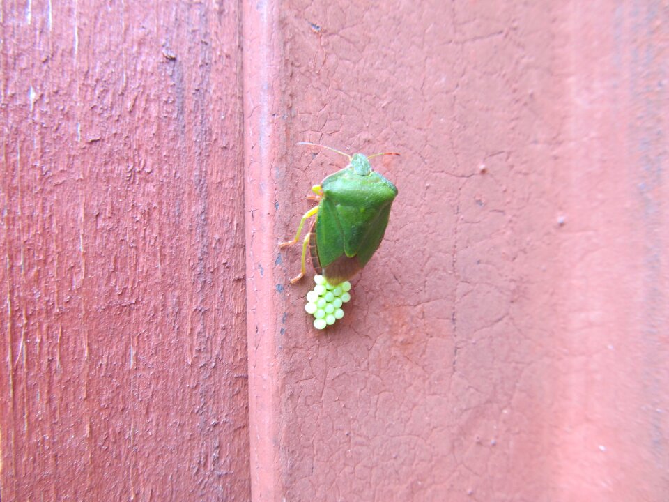 Beetle firefighter creeps closeup
