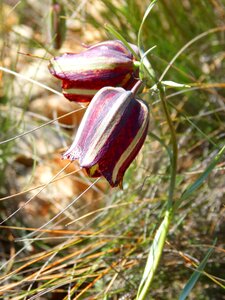 Wild flower priorat montsant