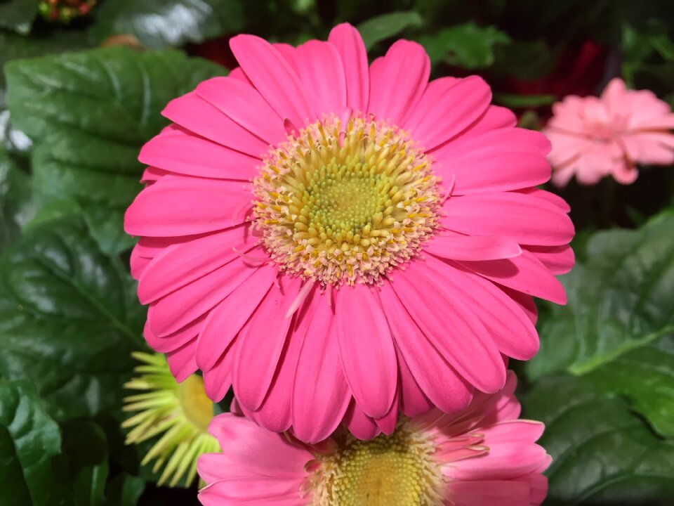 Pink gerbera daisy