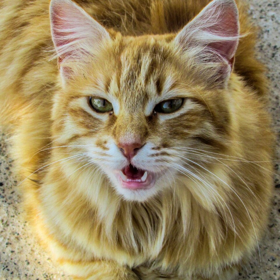 Roaring animal looking