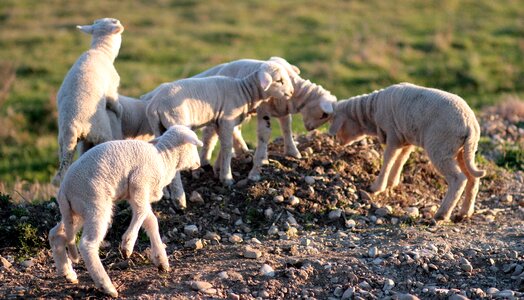 The flock play pet photo