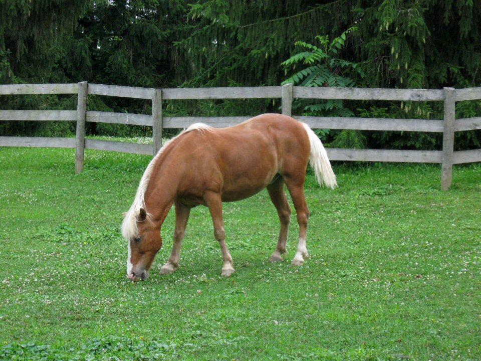 Rural animal nature