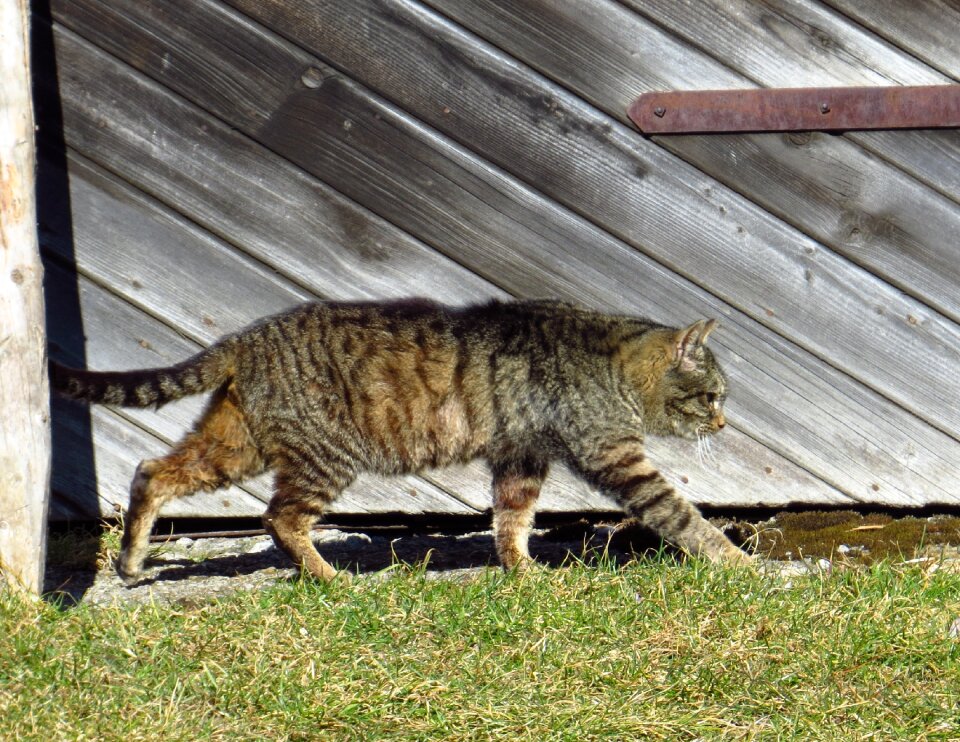 Pets grass on the land