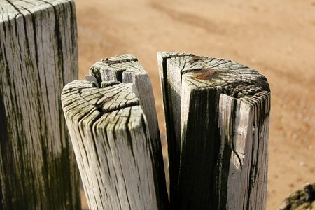 Holland coast nature