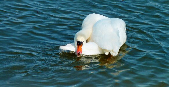 Lake animal bird photo