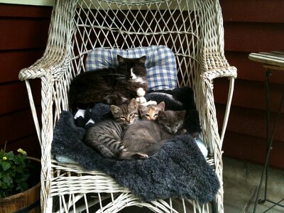 Family pets together