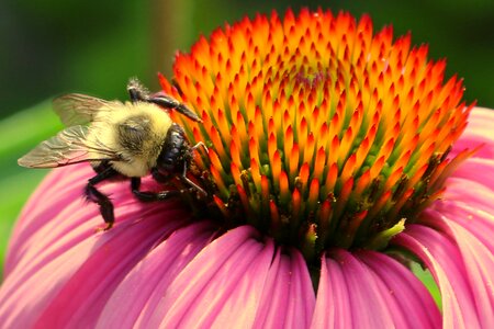 Macro pollinate bumble bee photo