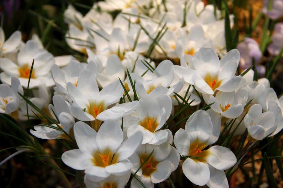 Plant handsomely march 8