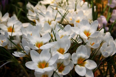 Plant handsomely march 8