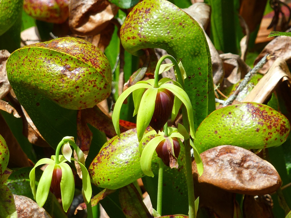 Pitcher plant nature macro