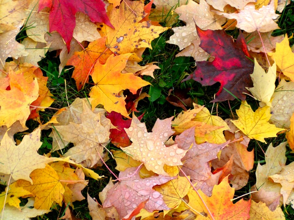 Autumn leaves