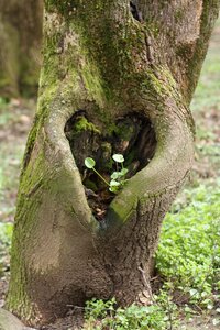 Symbol shape love heart photo