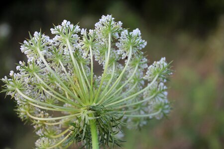 Plant white nature