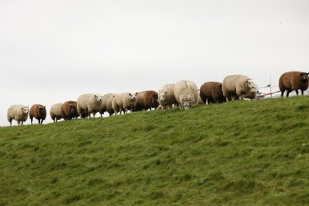 Wool north sea pasture photo