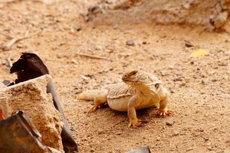 Camouflage iguana reptile