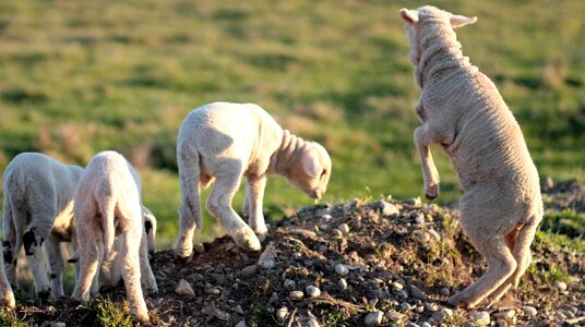 The flock play pet