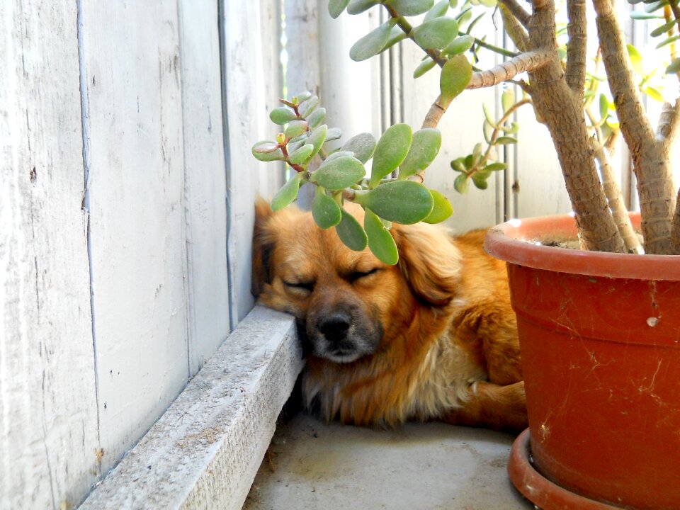 Dog nature animals