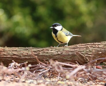 Bird garden great
