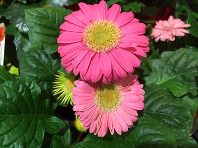 Pink gerbera daisy photo