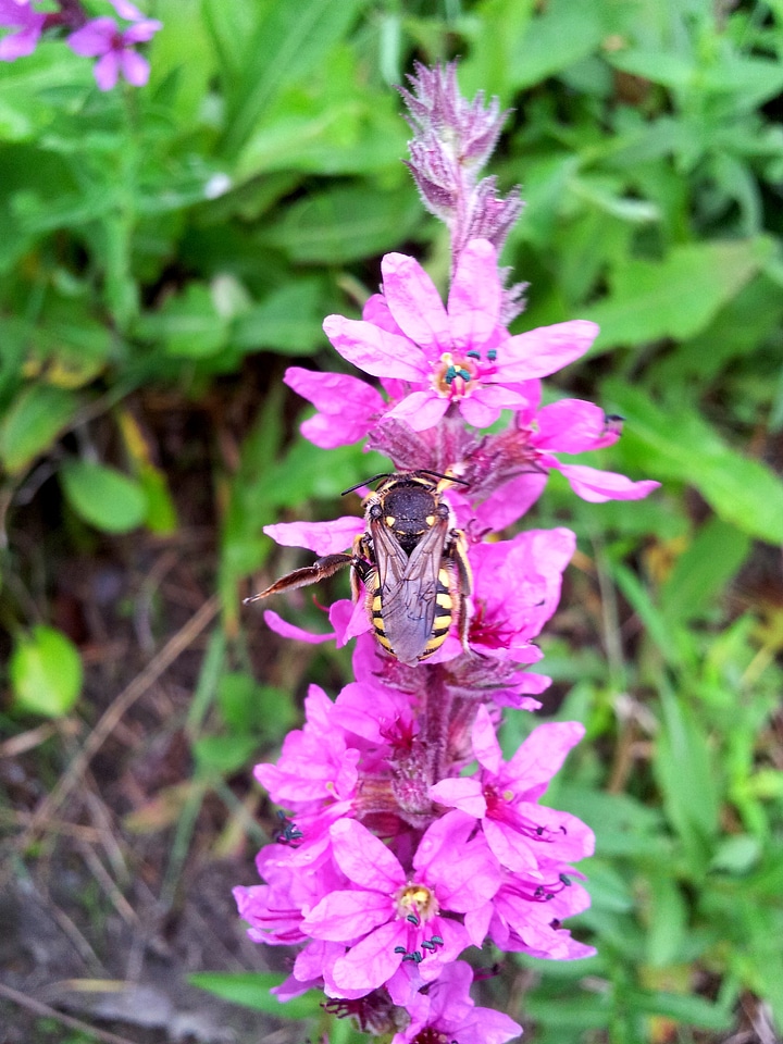 Bee wasp floral