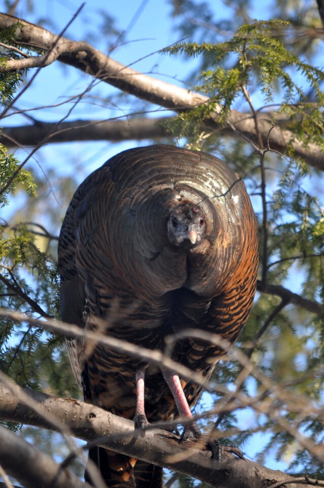 Turkey in hemlock tree female turkey