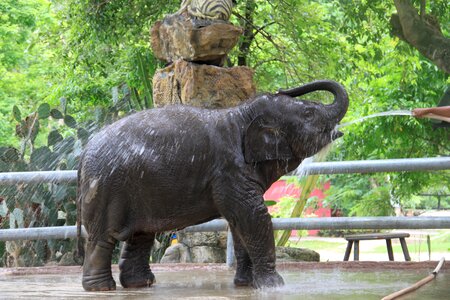 Summer zoo nature