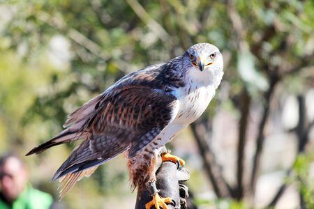 Birds of prey bird feathers photo