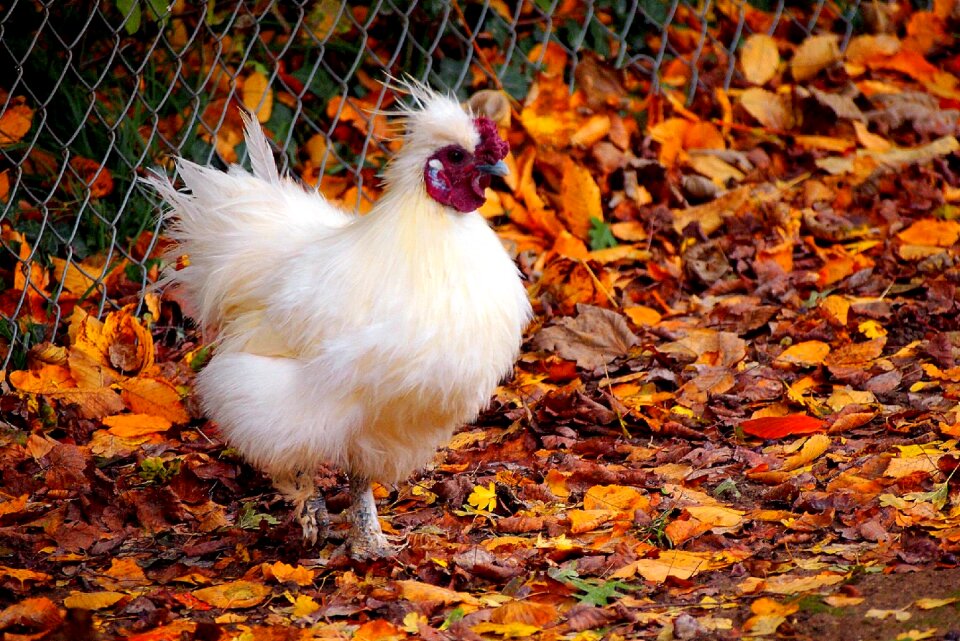 Bird outdoors rooster
