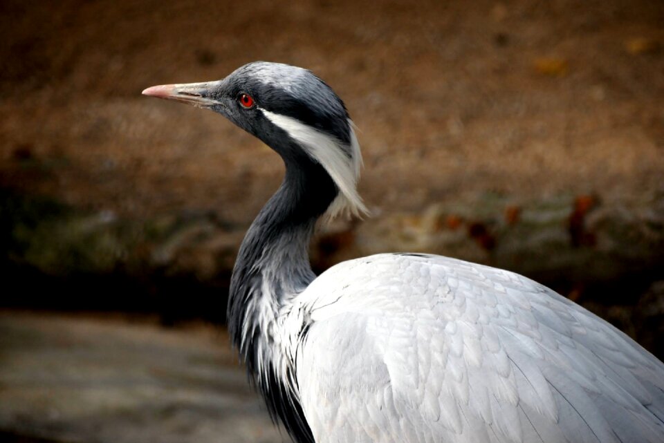 Bird outdoors animal