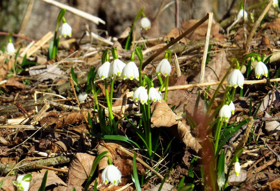 Spring leaves forest