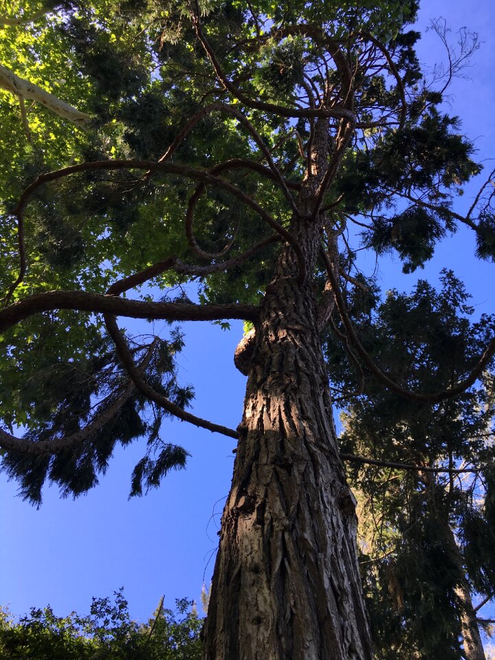 Trunk scenery